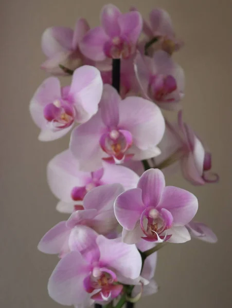 Orquídea Bela Flor Natural Delicado Aromático Diferente — Fotografia de Stock