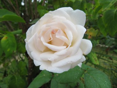 Doğal renklerin güzel çiçekleri narin kokulu hediyeler