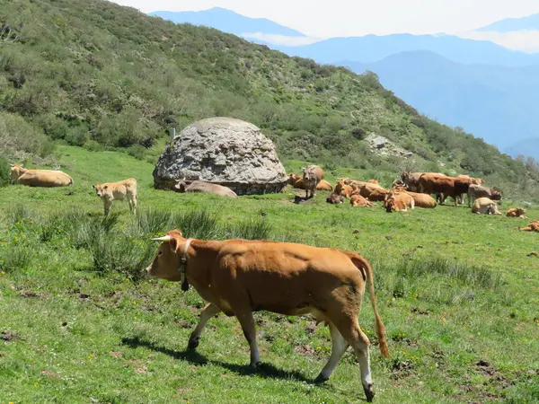 Değişik türde güzel hayvanlar. Hayatın doğa örneği.