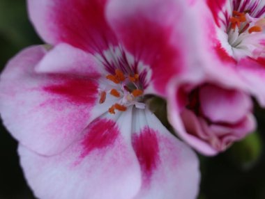 güzel doğal kokulu narin renkli çiçekler.