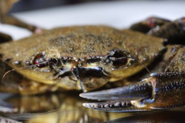 Lezzetli deniz ürünleri yengeç maşası kabuklu cımbız