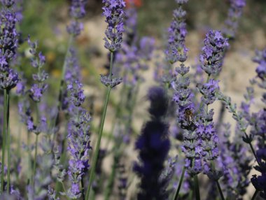 Güzel lavanta çiçekleri aroması doğal renk böcek yağları