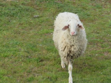 animal sheep wool food meat milk farm domestic clipart