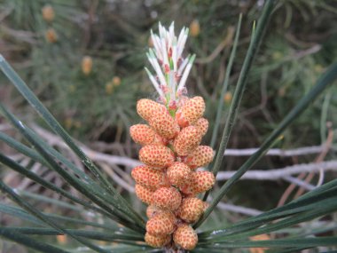 Güzel doğal çiçekler polenlerin kırılgan aromalarını renklendirir