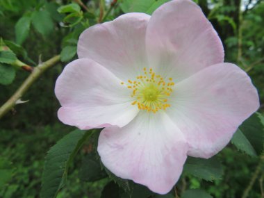 Güzel doğal çiçekler polenlerin kırılgan aromalarını renklendirir