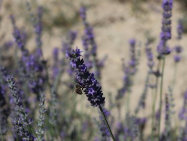 Güzel lavanta çiçekleri aroması doğal renk böcek yağları