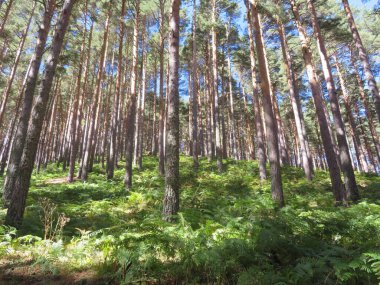 Antik çam ağaçlarından güzel bir orman, kozalaklar, reçine, doğa, saf hava