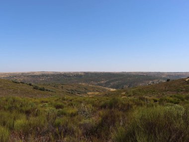Güzel doğal manzara. Kuru, kurak ve yalnız çalılar.