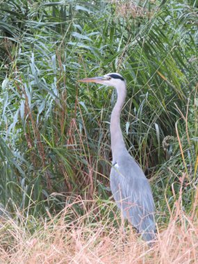 Güzel gri balıkçıl hayvan. Kuş renkleri. Büyük tüy gagası.