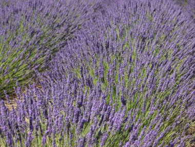 Güzel lavanta çiçekleri aroması doğal renk böcek yağları