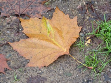 Ağaçtan düşen kurumuş yapraklar sonbahar dönemi döngüsüne giriyor.