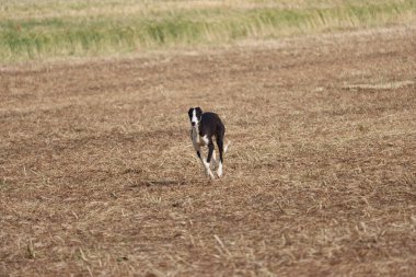 İspanyol tazı köpek yarışı tavşan avlama hızı tutku veriyor