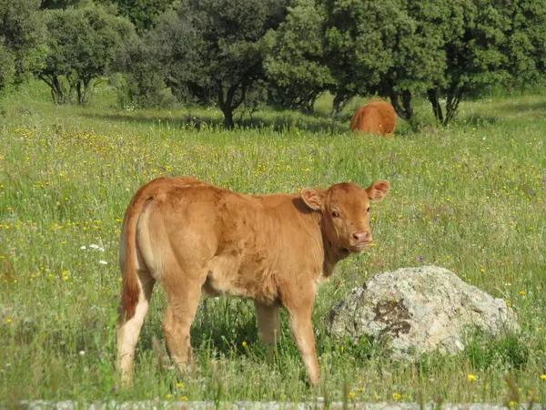 İnekler buzağıya süt sağar. Et çiftliği.