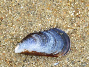 Sahilde yumuşakçaların güzel kabukları. İnci atıklarının anası.