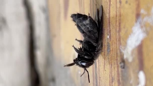 背中に横たわっている黒虫の垂直ビデオ — ストック動画