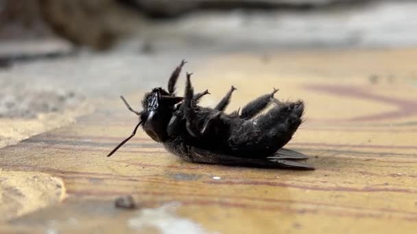 黒い昆虫は死ぬ試合に背中に横たわっている — ストック動画
