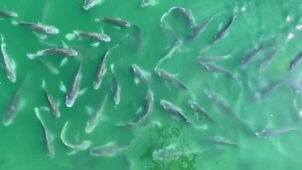 Mnoho Ryb Plavání Togheter Zelené Vodě — Stock video