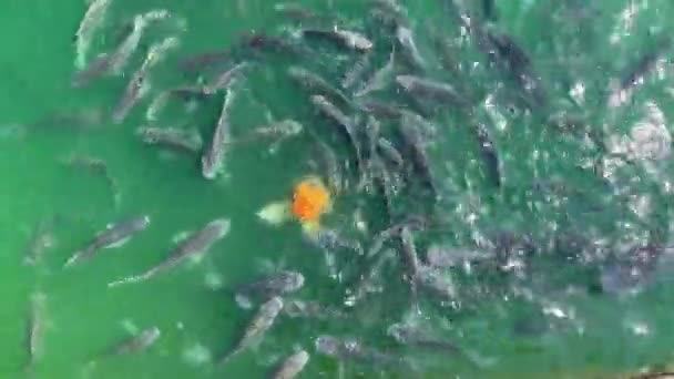 オレンジの魚は他の魚の間で離れて行く — ストック動画