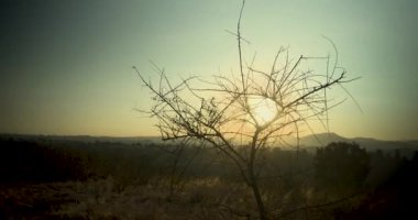 San Jeronimo Tecuanipan, Puebla, Meksika 'da yapayalnız bir ağaç.