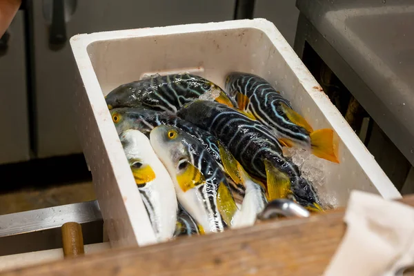 Japanese Chef Processes Fish Prepare Sashimi — Stock Photo, Image