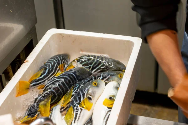 Japanese Chef Processes Fish Prepare Sashimi — Stockfoto