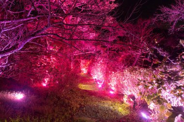 Beautiful view of Mt. Mifuneyama Decorated with illumination
