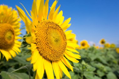 Very vast and beautiful sunflower field under the blue sky