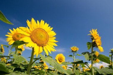 Very vast and beautiful sunflower field under the blue sky