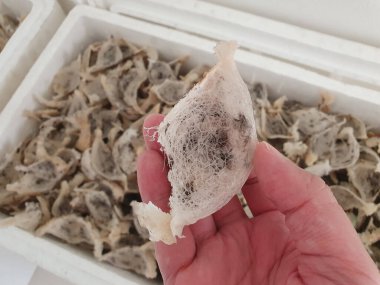 İşlenmemiş taze Kırlangıç Yuvası, yenilebilir Asya yemeği.