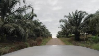 Car trip in day time passing trough palm oil plantation, cloudy sky, slow motion