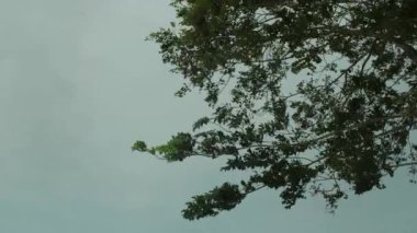 Wind blows trees and leaves with dark cloudy sky on background, rainy day storm weather 