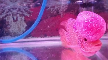 Akvaryumdaki güzel Louhan egzotik evcil balığı, çiçekli çiklet balığı, melez hayvan