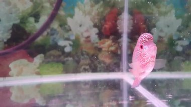 Akvaryumdaki güzel Louhan egzotik evcil balığı, çiçekli çiklet balığı, melez hayvan