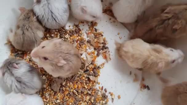 Bovenaanzicht Van Vele Schattige Hamsters Een Emmer Knaagdier Gedomesticeerd Huisdier — Stockvideo