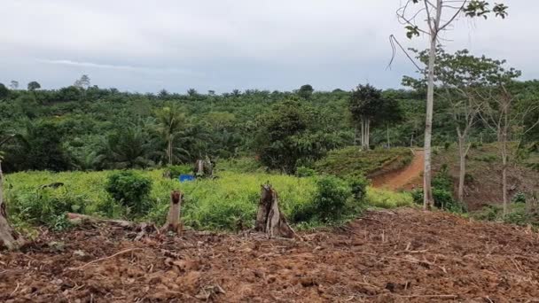 Deforestation Opening New Area Jungle Plantation Indonesia Natural Destruction Global — Stockvideo
