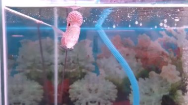 Akvaryumdaki güzel Louhan egzotik evcil balığı, çiçekli çiklet balığı, melez hayvan