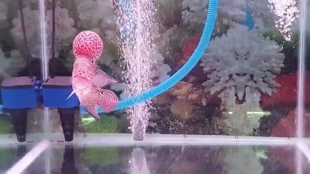 Mooie Louhan Exotische Huisdier Vissen Aquarium Bloemhoorn Kuikens Vissen Kruisingen — Stockvideo