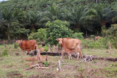 Evcil sığır öküzü, sığır boğası, sapi sapi bos javanicus tarlada ot yiyen Endonezya 'da organik sığır eti çiftliği.