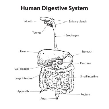 İnsan sindirim sistemi diyagramı, basit siyah beyaz ana hatlı vektör çizimi, sağlık ve tıbbi konsept