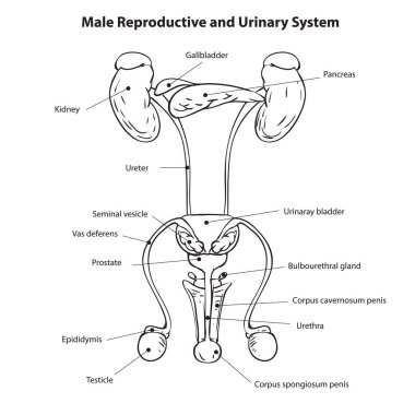 İnsan erkek üreme ve idrar sistemi diyagramı, basit siyah-beyaz vektör çizimi