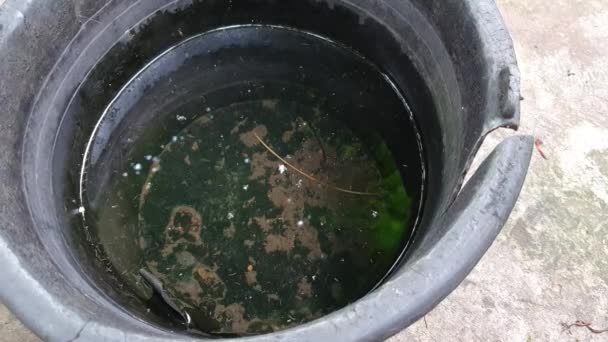 废弃的脏水桶作为满载幼虫的蚊子繁殖地 环境健康问题 — 图库视频影像