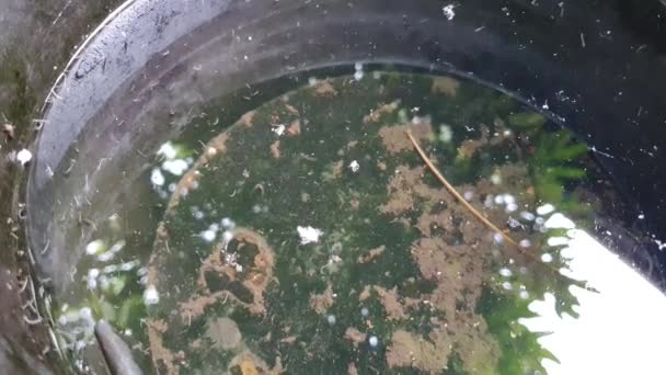 Cubo Agua Sucia Abandonada Como Sitio Cría Mosquitos Lleno Larvas — Vídeos de Stock