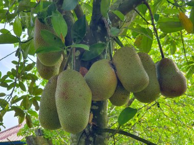 Cempedak, Artocarpus tamsayı, meyveye benzeyen egzotik meyve, ağaçta asılı.