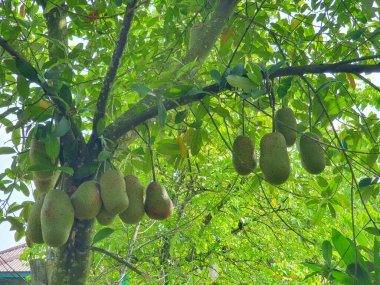 Cempedak, Artocarpus tamsayı, meyveye benzeyen egzotik meyve, ağaçta asılı.