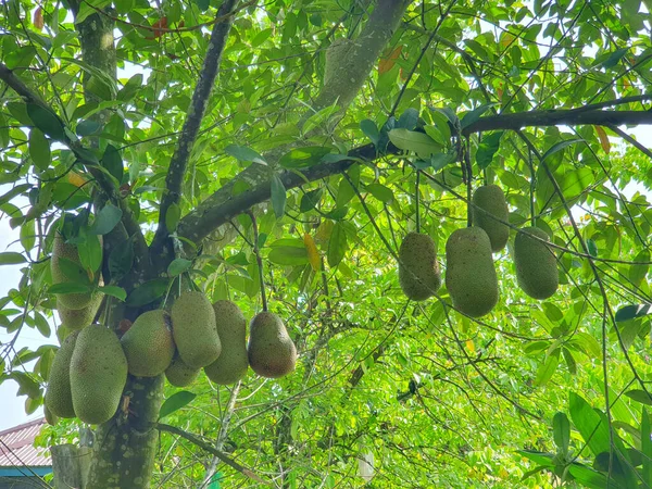 Cempedak, Artocarpus tamsayı, meyveye benzeyen egzotik meyve, ağaçta asılı.