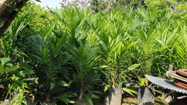Seedling Palm Oil Nursery Potted Ready Planted — Stock Video