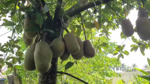 Cempedak Artocarpus Heltal Exotisk Frukt Som Liknar Jackfrukt Hängande Träd — Stockvideo