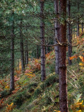 Sonbaharda eğimli ormanın doğal manzarası