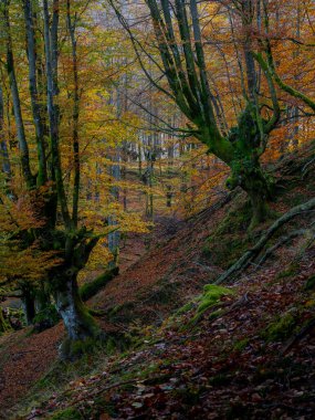 Sonbaharda eğimli ormanın doğal manzarası