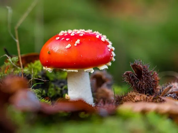 macro photography of red mushroom in the forest
